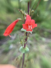 Penstemon murrayanus
