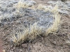 Muhlenbergia torreyi