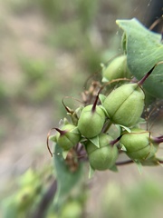 Penstemon murrayanus