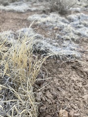 Muhlenbergia torreyi