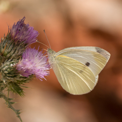 Pieris rapae