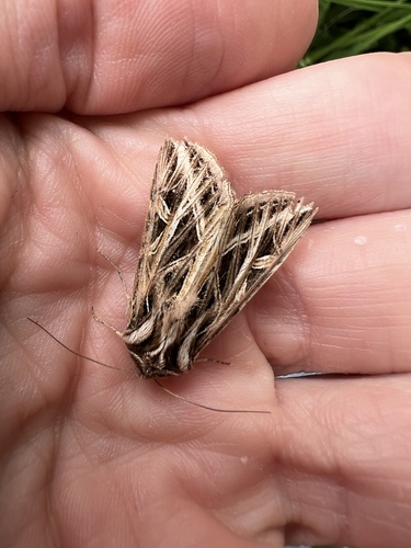 Girdler Moth photo 4
