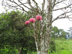 Erythrina peruviana