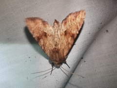Apamea sublustris