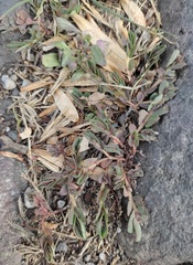 Euphorbia indivisa