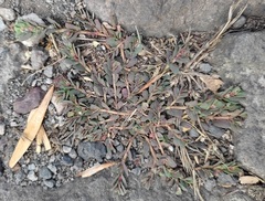 Euphorbia indivisa