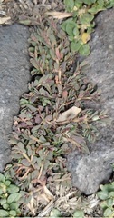 Euphorbia indivisa