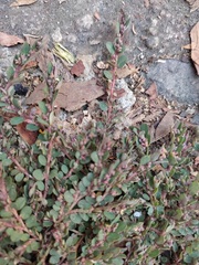 Euphorbia indivisa