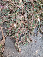 Euphorbia indivisa