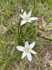 Leucocrinum montanum