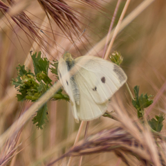 Pieris rapae