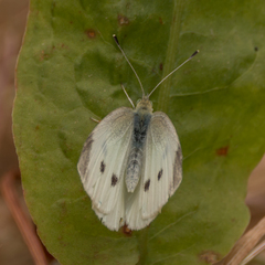 Pieris rapae