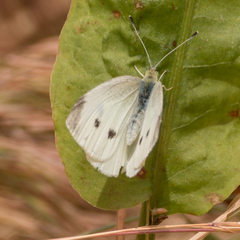 Pieris rapae