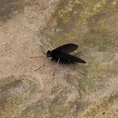 Chrysopilus velutinus