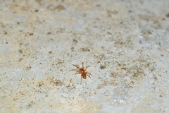Dysderoidea