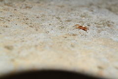 Dysderoidea