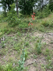 Penstemon murrayanus