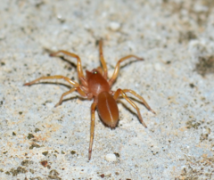 Dysderoidea