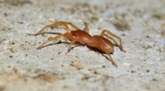 Dysderoidea