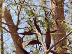 Vachellia campechiana