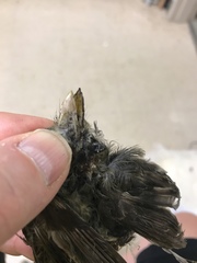 Empidonax difficilis