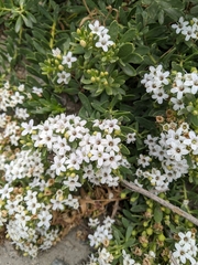 Myoporum parvifolium