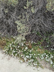 Myoporum parvifolium