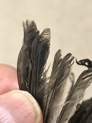 Empidonax difficilis