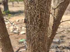 Vachellia campechiana