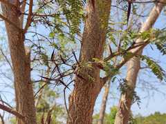 Vachellia campechiana