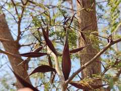 Vachellia campechiana