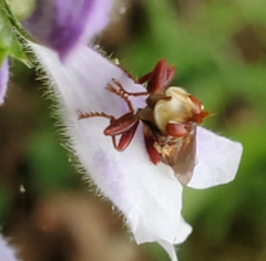 Myopa clausa