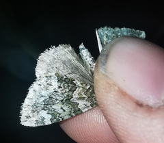 Chloroclysta siterata