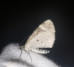 Chloroclysta siterata