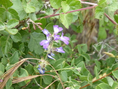 Collinsia concolor