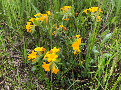 hoary puccoon