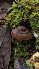 Neohygrocybe