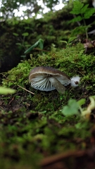 Neohygrocybe