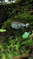 Neohygrocybe