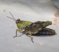 Paulinia acuminata