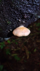 Crepidotus roseus