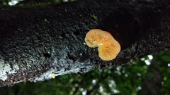 Crepidotus roseus