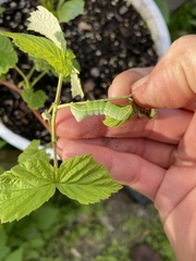 Amphipyra pyramidoides