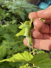 Amphipyra pyramidoides