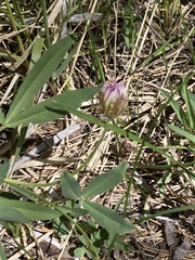 Trifolium longipes