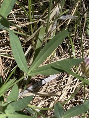 Trifolium longipes