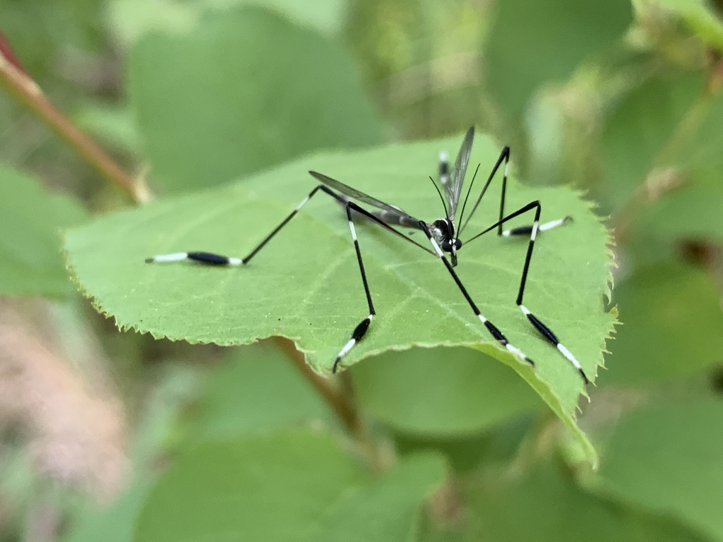 Phantom crane fly (Bittacomorpha clavipes)