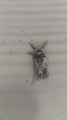 Inguromorpha basalis