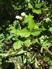 Fragaria vesca vesca