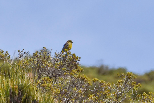 Drakensberg Siskin (Crithagra symonsi), photo 2